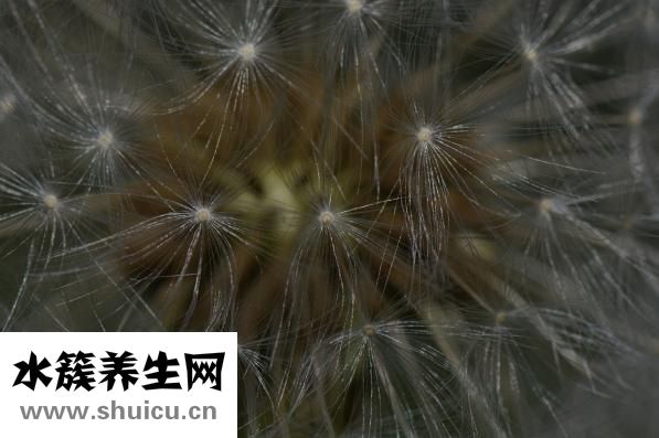 珊瑚的功效与作用