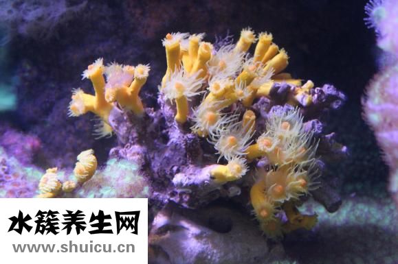 珊瑚的功效与作用