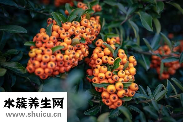 芋圆的热量