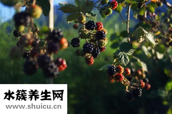 牙龈炎病人可用美白牙膏治疗或服用牛乳治疗