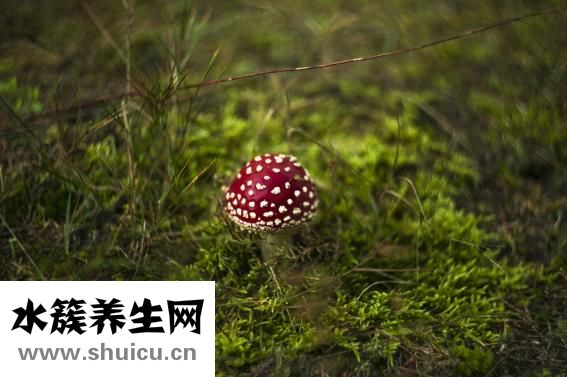 水鱼的功效