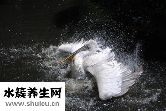 盐酸左旋咪唑片