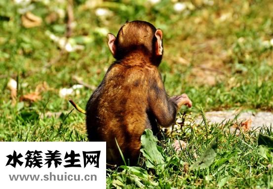 驼奶怎么喝