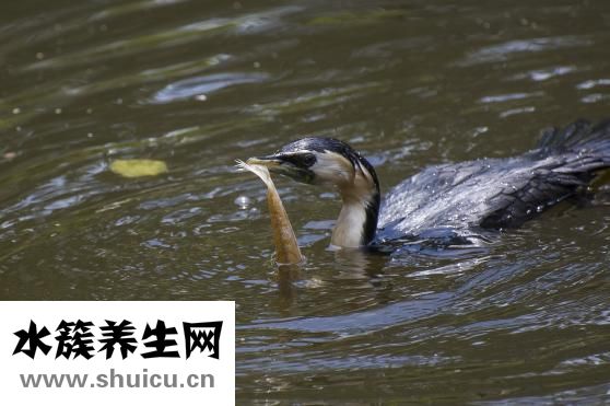 水鱼的功效