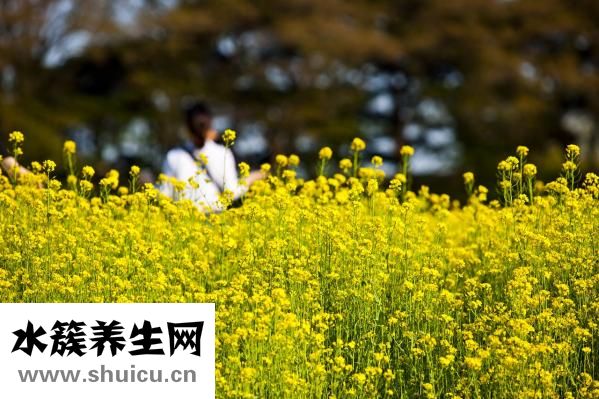 油菜苔的做法