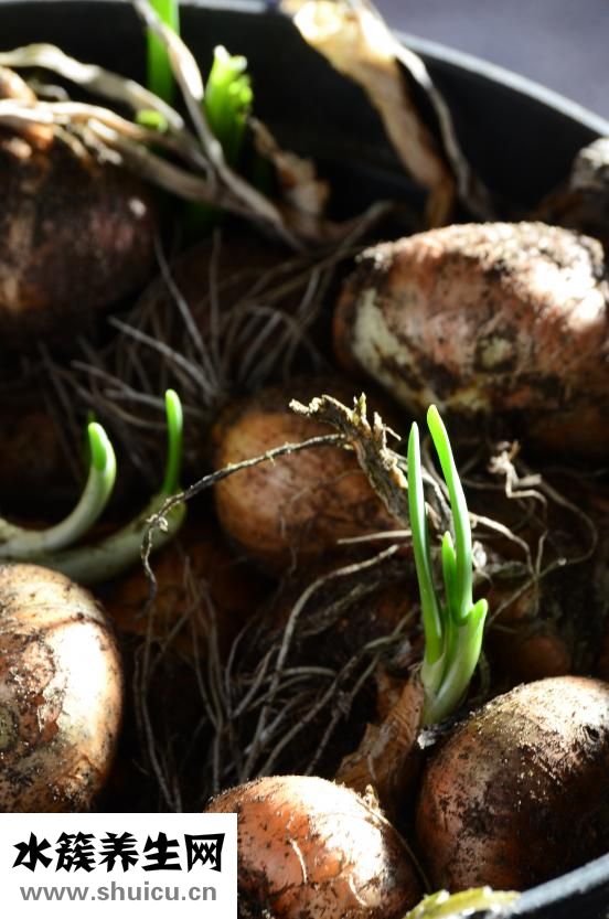 洋葱可以炒鸡蛋吗