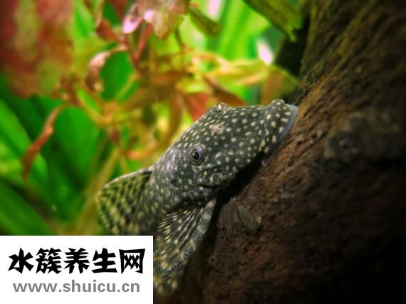 水鱼的功效