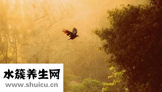 钛晶的功效与作用