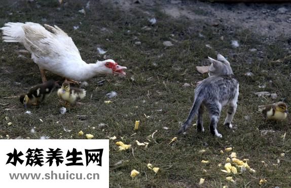 肺部结节做手术