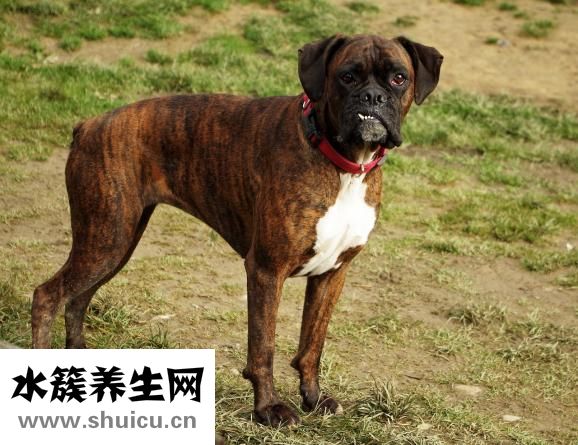 洗牙需要多久