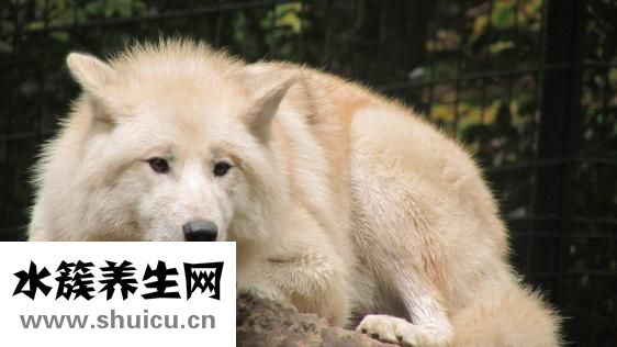 新生儿卡介苗