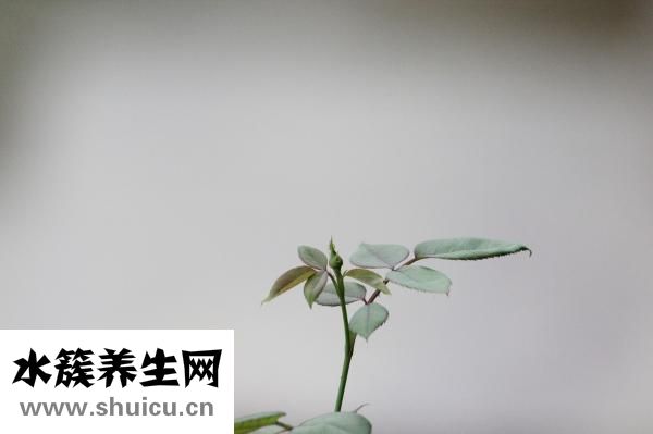 三七植物图片