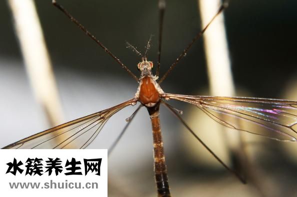 蚊香液有毒吗