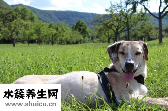 舌头发黑是什么原因