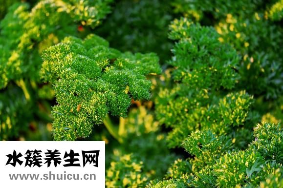 虾油怎么吃