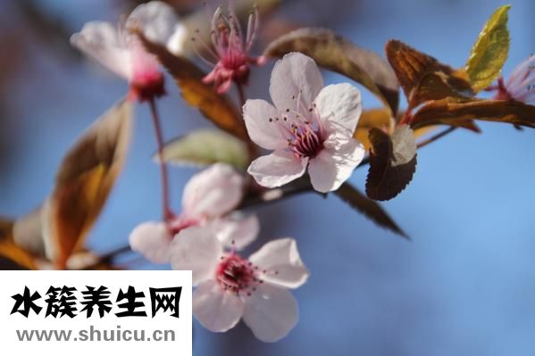 妇科养荣胶囊