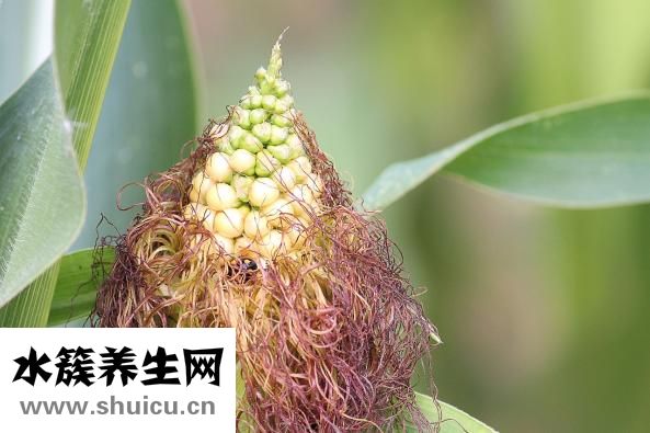 玉米亩产量