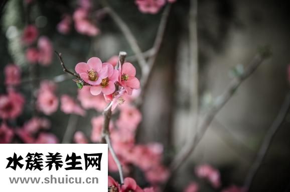 燕窝多久吃一次
