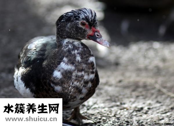 肺部结节做手术