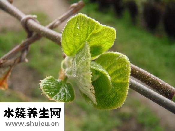 孕妇可以吃咸鸭蛋吗