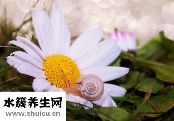 松花粉功效