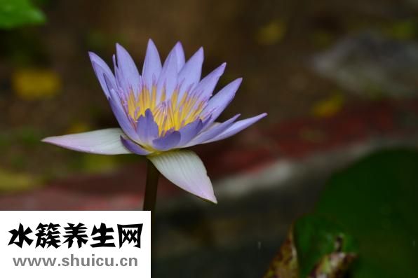 莲子百合银耳汤