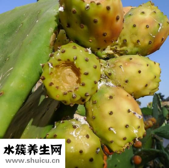 水果酸奶燕麦