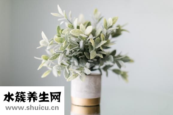 三七植物图片
