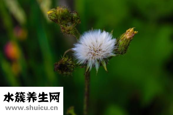 牙龈凸起白色硬包