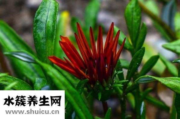三七植物图片