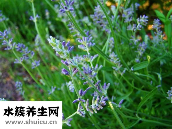 香精是什么东西