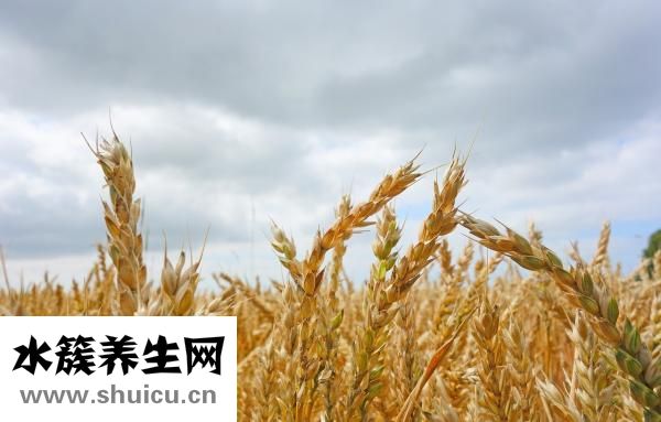 燕麦胚芽米怎么吃