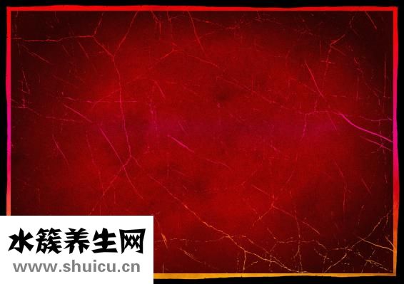 香椿树长什么样子