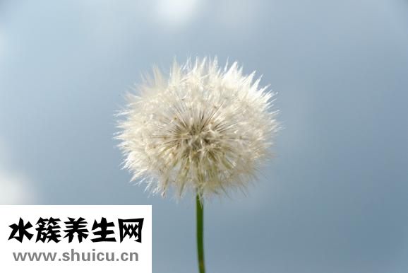 蒲公英性味归经
