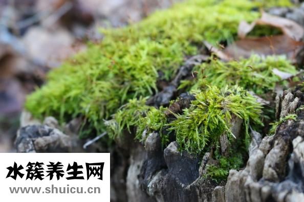 水果慕斯蛋糕