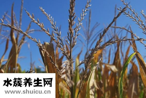 玉米亩产量