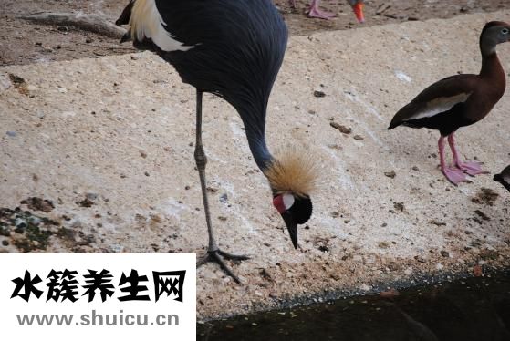 洗牙要多久