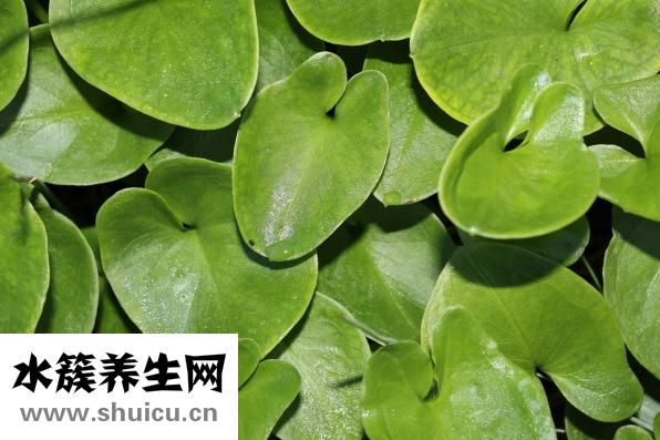 三七植物图片