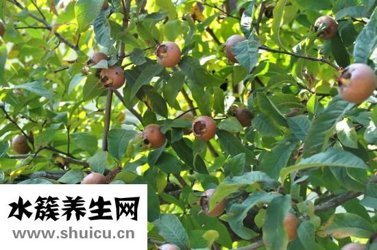 枇杷果图片大全
