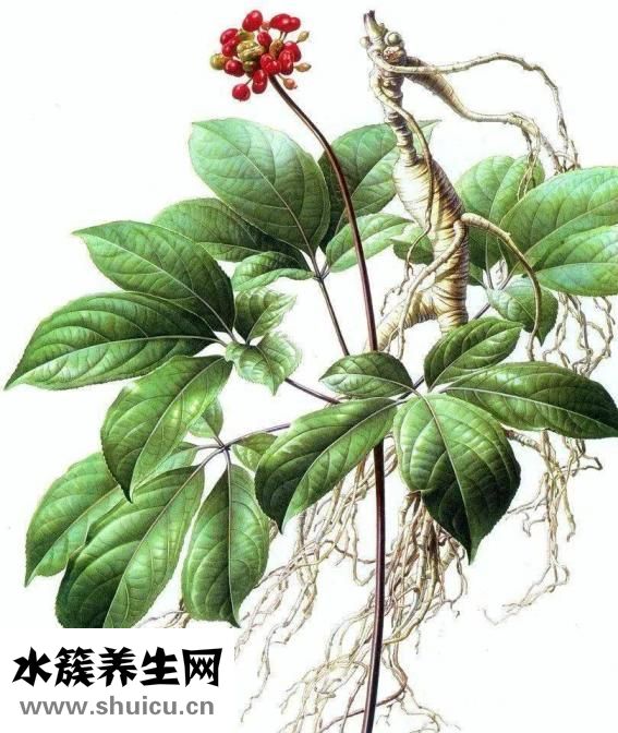 营养神经的食物