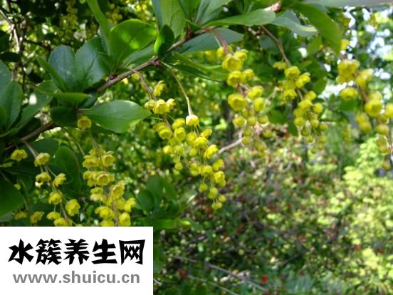 盐酸小檗胺片