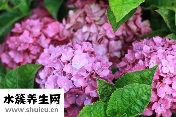 金镇口服溶液