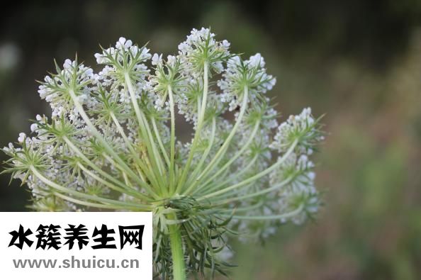 蔬菜窝窝头