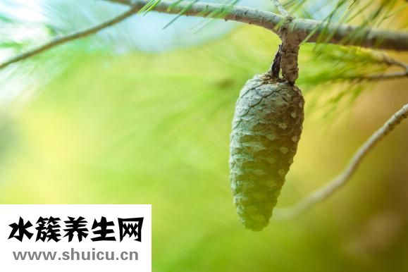 淫羊藿的药用价值