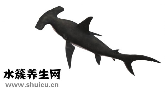 虾是发物吗