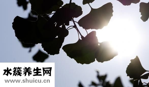 银杏叶滴丸说明书