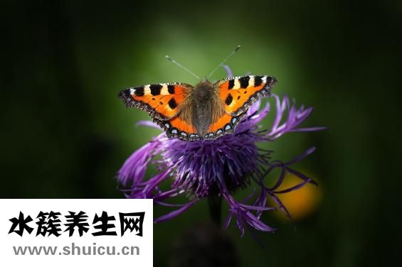 髂嵴怎么读