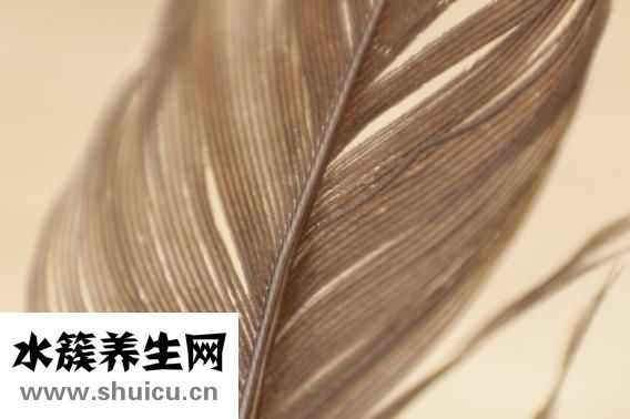 胸片能检查出什么病