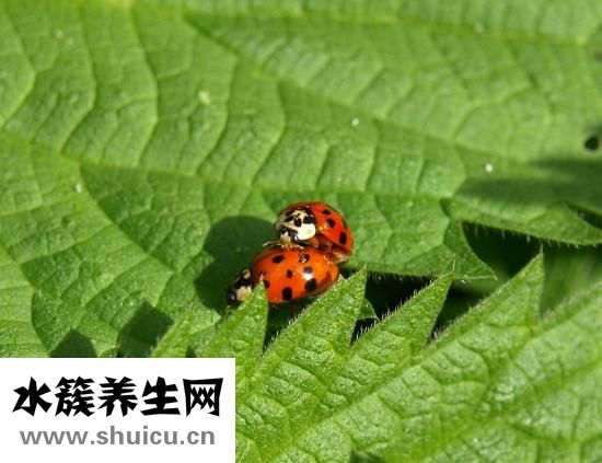 鼠妇虫图片