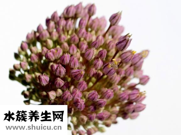 红椒炒肉丝的做法